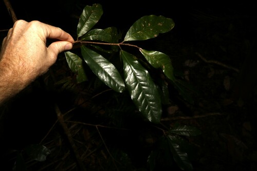 Image of Beilschmiedia obtusifolia by (c) Greg Tasney, some rights reserved (CC BY-SA)