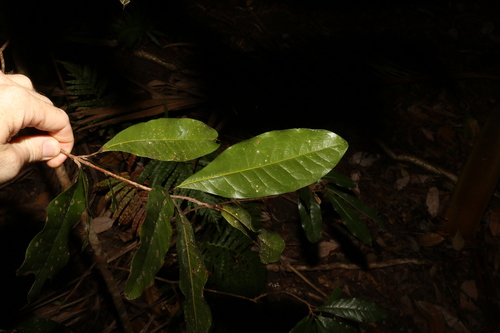 Image of Beilschmiedia obtusifolia by (c) Greg Tasney, some rights reserved (CC BY-SA)