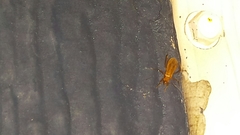 Oncerotrachelus pallidus