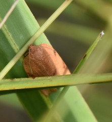 Choristoneura obsoletana