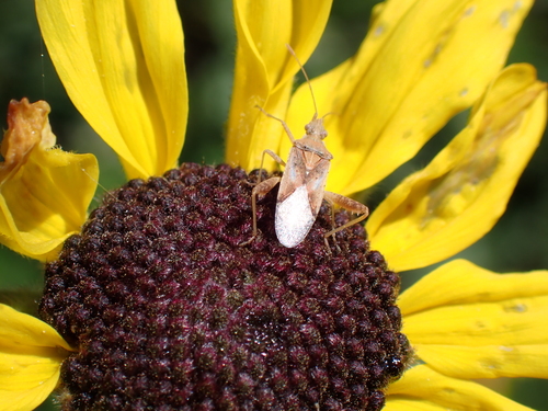 iNaturalist observation photo of Harmostes reflexulus