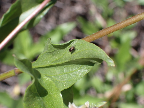 iNaturalist observation photo of Leaf-miner Flies