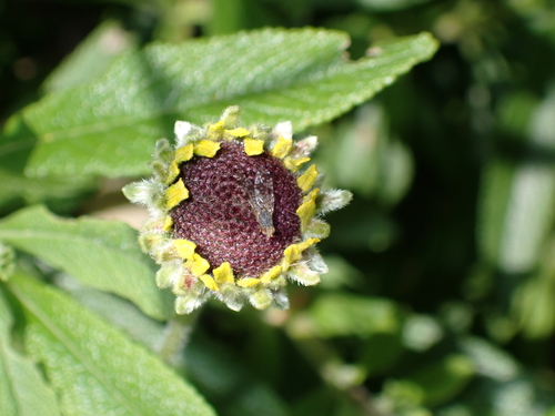 iNaturalist observation photo of Sunflower Seed Maggot
