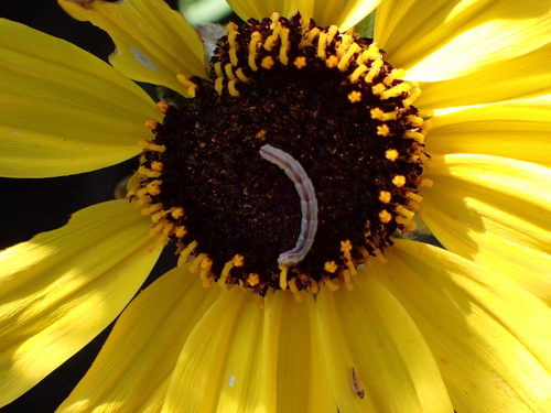 iNaturalist observation photo of Pug Moths