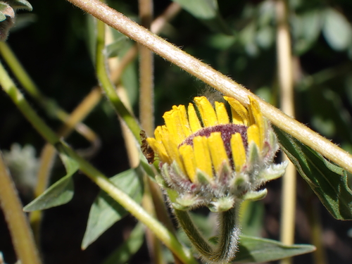 iNaturalist observation photo of Sunflower Seed Maggot