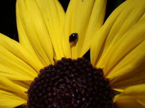 iNaturalist observation photo of Scymninae