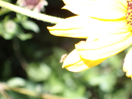 iNaturalist observation photo of Schizophoran Flies