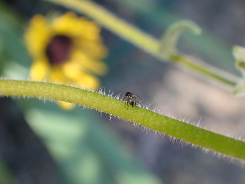 iNaturalist observation photo of Leaf-miner Flies