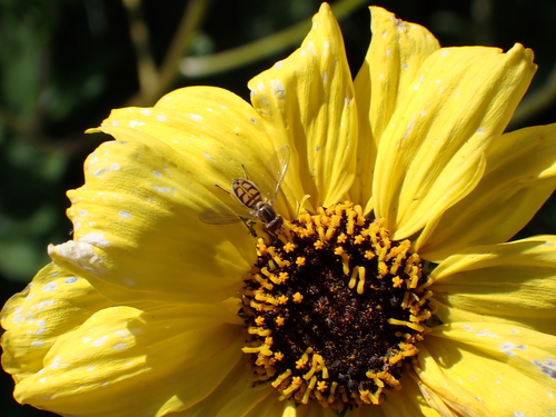 iNaturalist observation photo of Margined Calligrapher