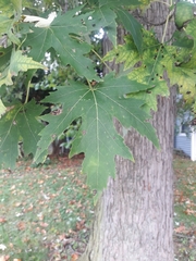 Acer saccharinum