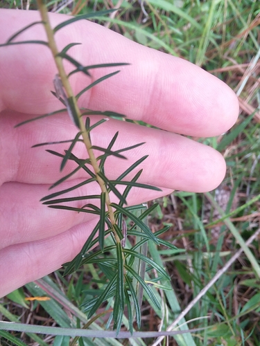 Image of Ionactis repens by (c) Will McFarland, some rights reserved (CC BY)