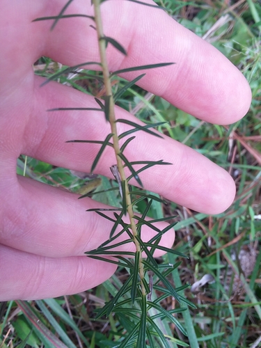 Image of Ionactis repens by (c) Will McFarland, some rights reserved (CC BY)