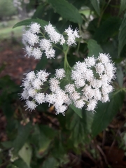 Ageratina altissima