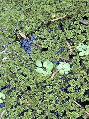 Pistia stratiotes image