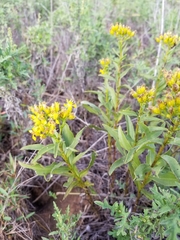 Solidago nitida