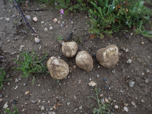 Carbomyces emergens