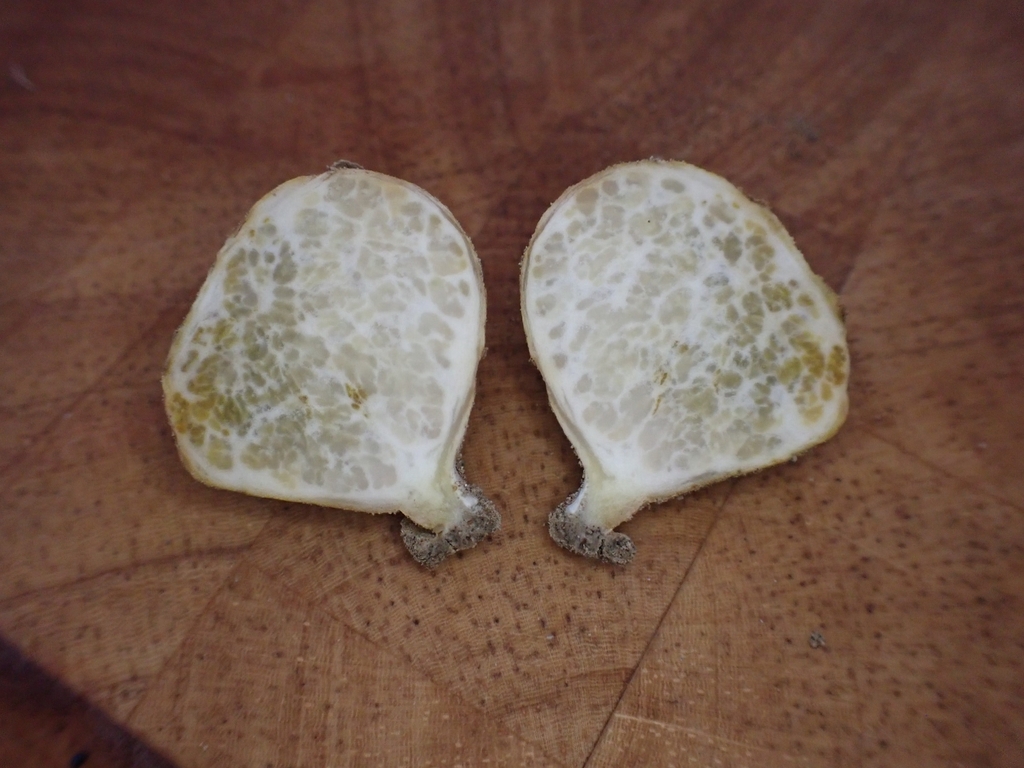 Carbomycetaceae