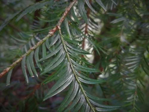 Mexican yew