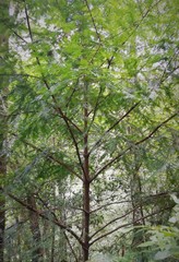 Taxus globosa