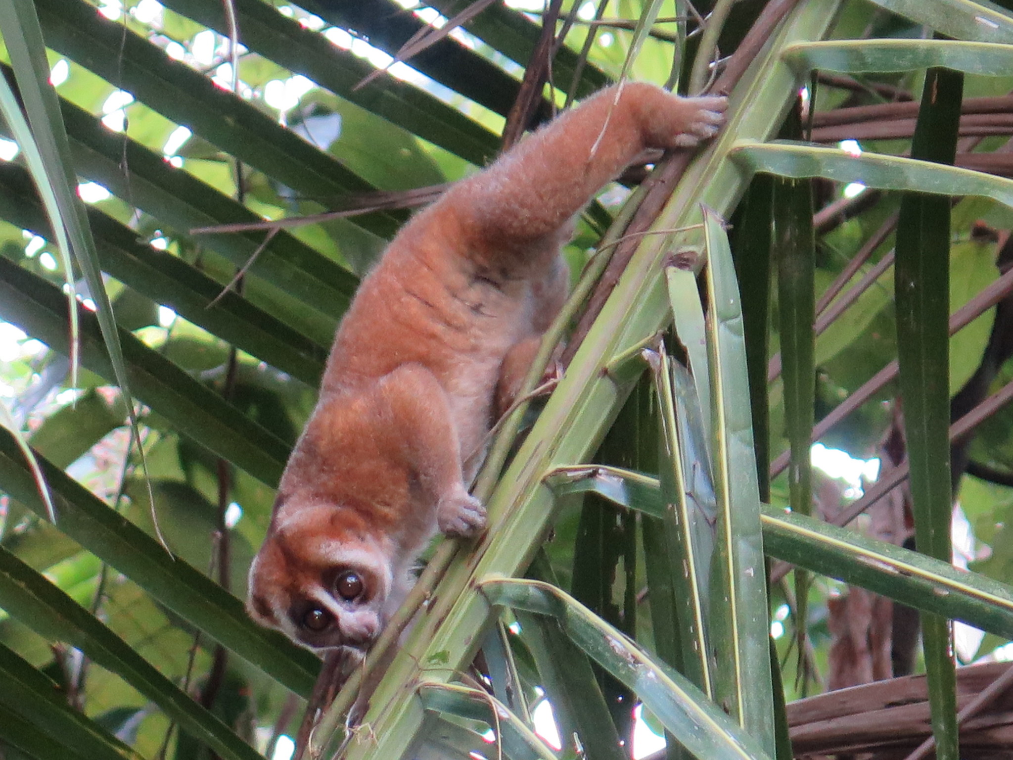 Nycticebus coucang - Monaco Nature Encyclopedia
