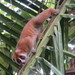 Sunda Slow Loris - Photo (c) msoldn, some rights reserved (CC BY-NC)