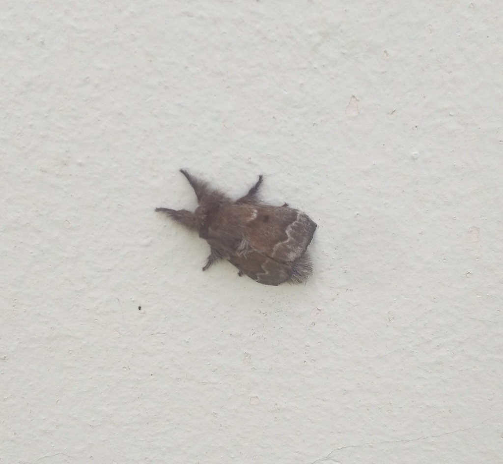 Tolype vespertilio