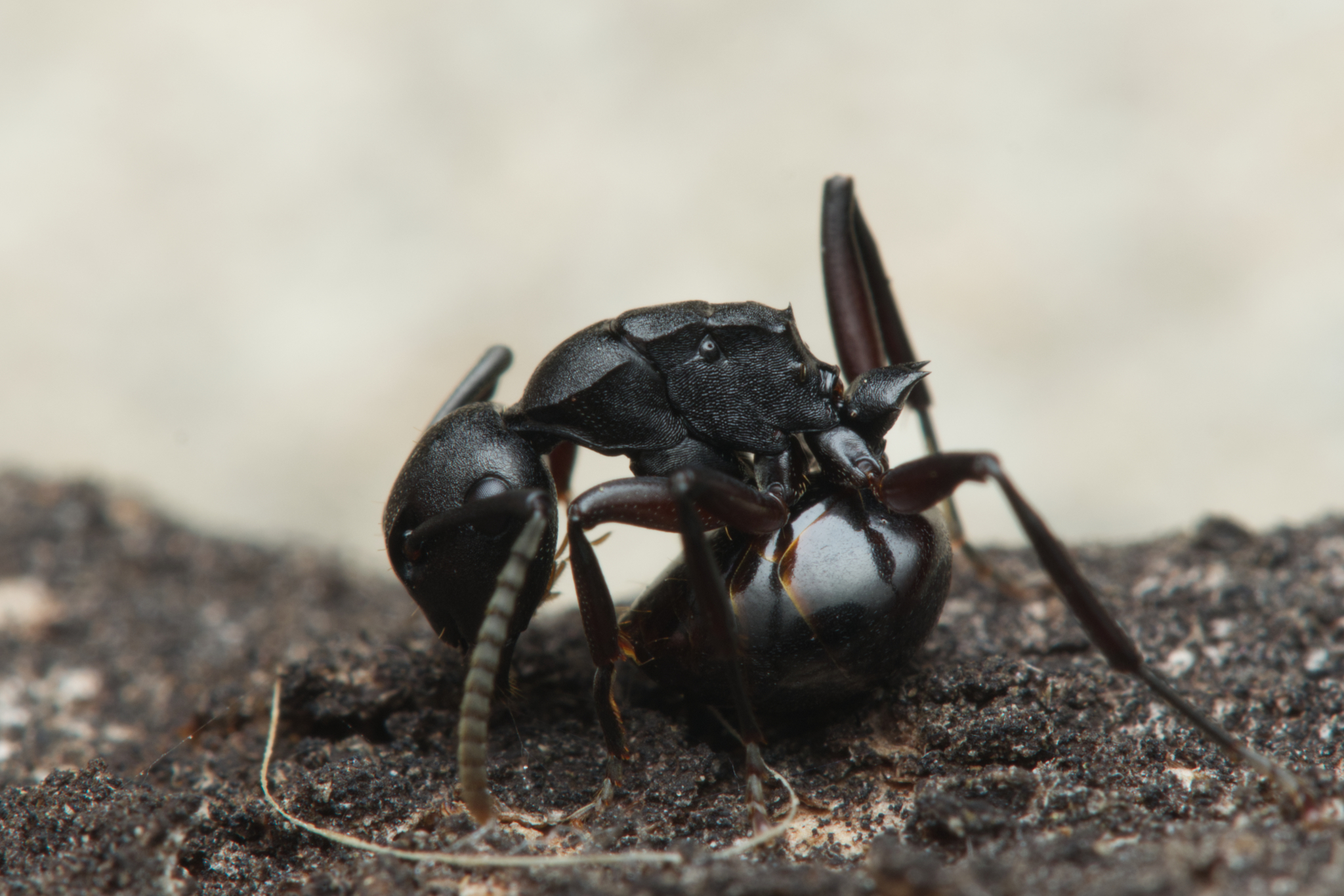 Polyrhachis templi