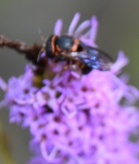 Loyolanthidium