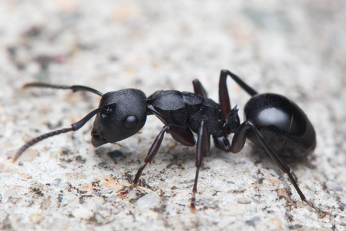 Polyrhachis templiPolyrhachis templi