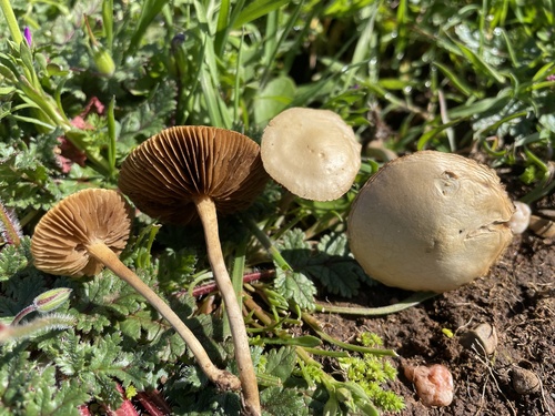 iNaturalist observation photo of Agrocybe