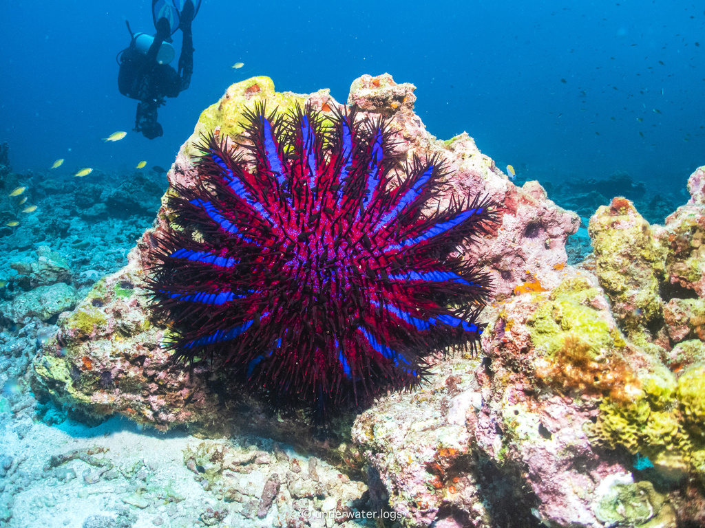 crown-of-thorns