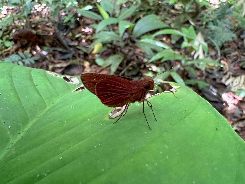 Vertica subrufescens