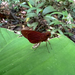 Vertica subrufescens - Photo (c) Patrick Leary, algunos derechos reservados (CC BY), subido por Patrick Leary