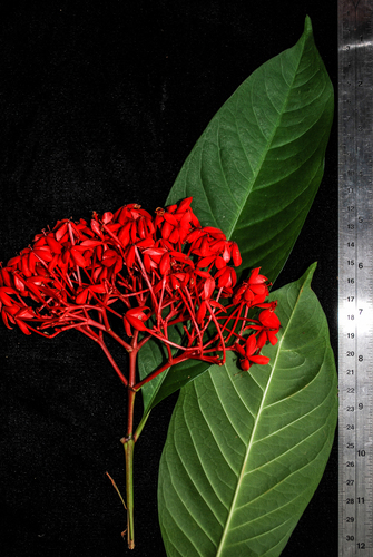 Ixora casei observed 2009-03-08