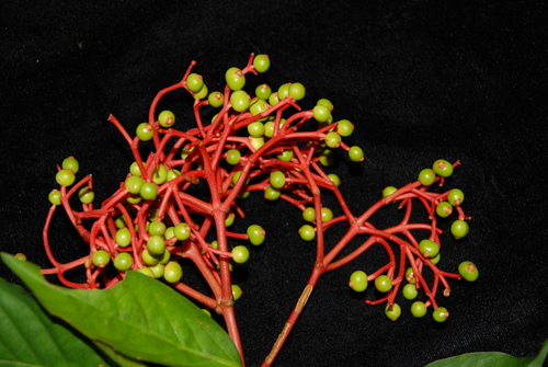 Ixora casei