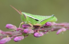 Aptenopedes sphenarioides