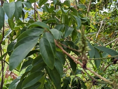 Reticulated wisteriopsis (Wisteriopsis reticulata)