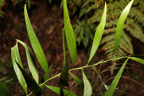 Image of Daviesia arborea by (c) Greg Tasney, some rights reserved (CC BY-SA)