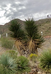 Yucca faxoniana