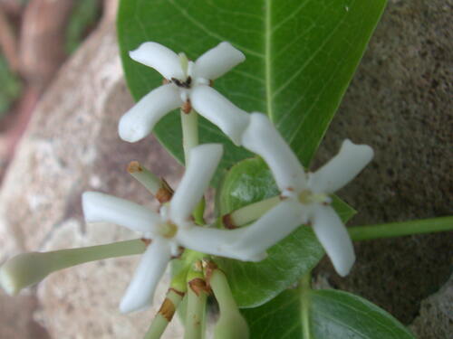 Ixora marquesensis in life