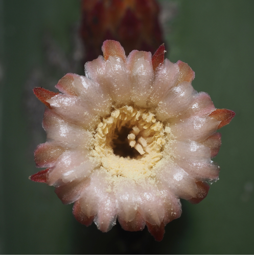 Mexican Fence Post Cactus