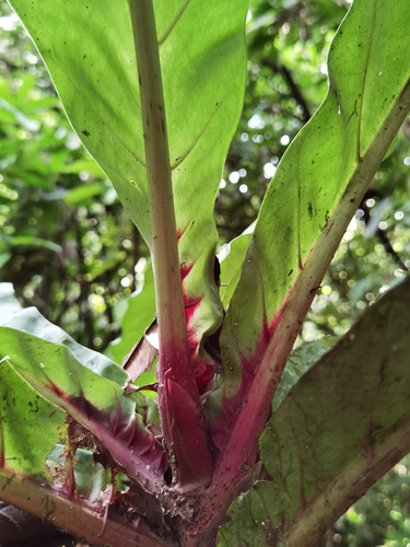 Pentagonia wendlandii