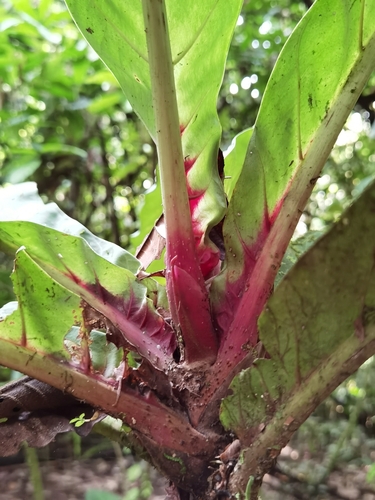 Pentagonia wendlandii, photograph 3