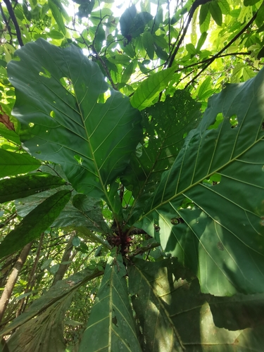 Pentagonia wendlandii, photograph 4