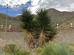 Yucca faxoniana