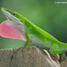 Green Anole - Photo (c) Roberto R. Calderón, some rights reserved (CC BY-NC), uploaded by Roberto R. Calderón