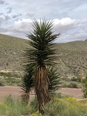 Yucca faxoniana