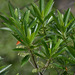Blue Quandong - Photo (c) Russell Cumming, some rights reserved (CC BY-NC), uploaded by Russell Cumming