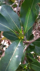 Coptosperma