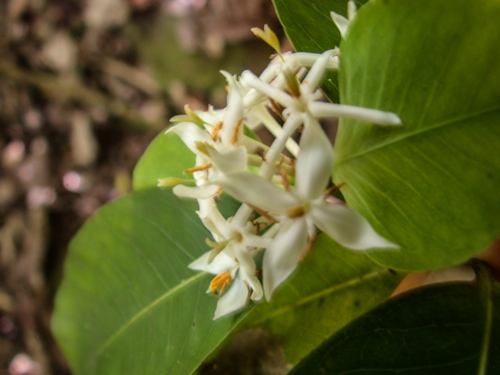 Ixora observed 2004-11-16